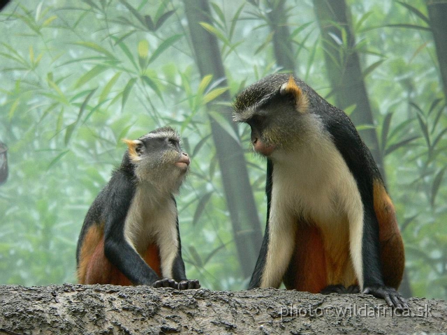 congo wolf 7.jpg - Wolf's Guenon (Cercopithecus wolfi).